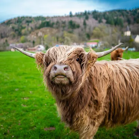 דירה Schwarzwald Panorama *