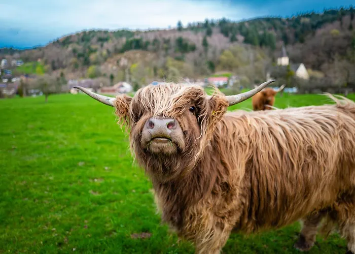 דירה Schwarzwald Panorama *
