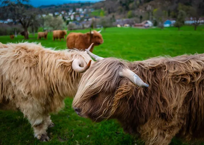 Schwarzwald Panorama *
